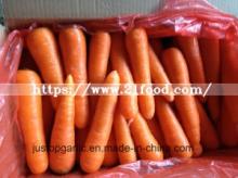 Fresh Carrot to Middle East Areas (80-150g, 150-220g)