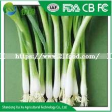 Spring Onion