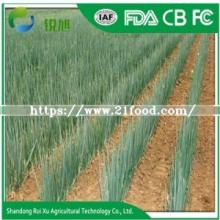 Top Fresh Green Onion