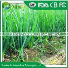  Fresh   Spring  Onion
