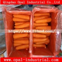 Export Middle East High Quality Chinese Fresh Yellow Red Orange Carrot