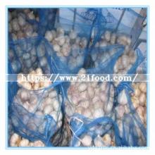 Mixed Size of Export Standard Fresh Normal White Garlic Vegetable