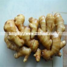 Export Standard Yellow Fresh Vegetable Fresh Ginger Dry Dried Ginger