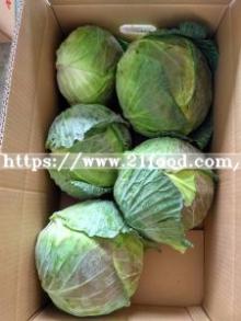 Best Quality Chinese Fresh White  Green   Celery  Cabbage