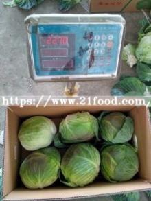 Top Quality Chinese Fresh White Long Green Celery Cabbage
