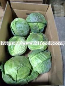 Supplier Chinese Fresh Long White Green Celery Cabbage