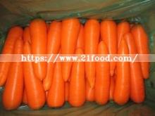 Fujian Fresh Carrot New Crop Orange Red Yellow Carrot