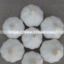 Factory Supplier New Crop Fresh Pure White Garlic
