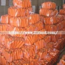 Export Standard Chinese New Crop Red Fresh Carrot