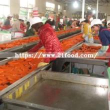 Factory Supplier Chinese New Crop  Red   Fresh   Carrot 