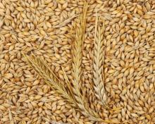 1st Grade Quality  Feed  barley For Animal  Feed  and Human Consumption