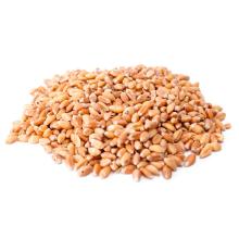 Dried Style  Wheat  for  Bread  Making/ Quality  Wheat  grains for sale