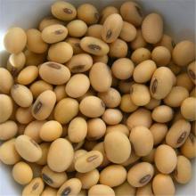 Non-Gmo soybeans/soya bean