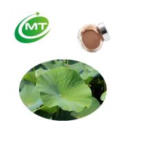  Lotus   Leaf  Extract Powder