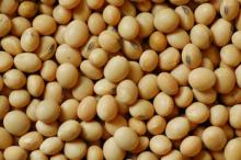 Copy of Dried Soybean NON GMO