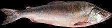 Pink Salmon (Onchorhynchus gorbuscha)