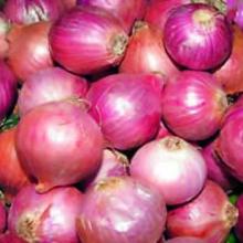 Fresh onion for sale