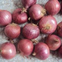FRESH RED ONION WITH HIGH QUALITY