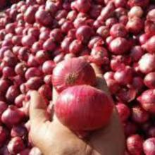 Fresh Red Onions Available For Sale