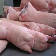 Frozen Pork Hind Leg / Feet / Tail / Pork Meat