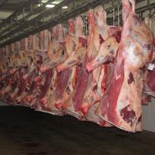 Fresh & Frozen Halal Buffalo Boneless Meat