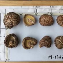 Dried Shiitake Mushroom