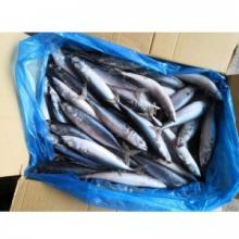  Frozen   Mackerel   Fish 