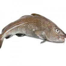  Pollock  Fish