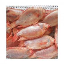 Tilapia Fish
