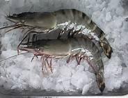 Quality Fresh Frozen Shrimps for Sale