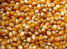  Popcorn  Kernel
