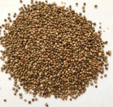 Roasted Perilla Seeds