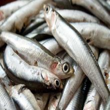  Frozen   Anchovy   fish 