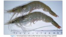  White   Prawn s