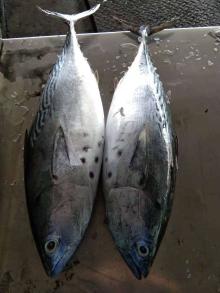Frozen Spot  Bonito  WR 1.5kg+/pc