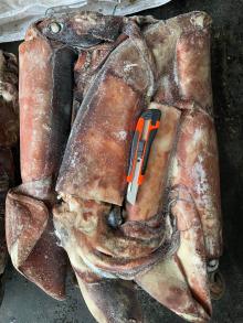 Frozen Gaint squid WR 2-4kg/pc
