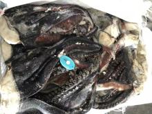 Frozen Gaint squid tentacles