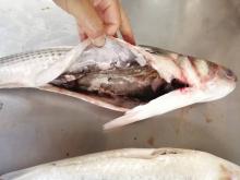 Gutted Whole round Frozen grey mullet