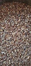 Sesame seed