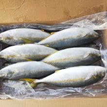 Whole round Frozen yellowtail