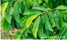 Vietnam Soursop Leaves
